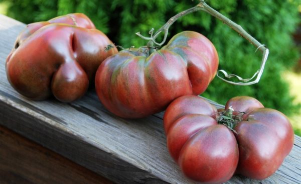 Slicing Tomato, Black Krim