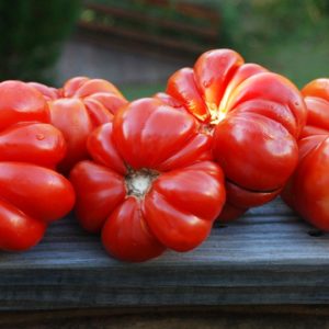 Slicing Tomato, Costeluto Genovese
