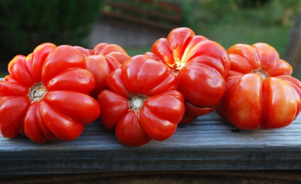 Slicing Tomato, Costeluto Genovese