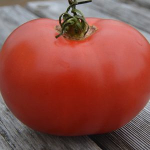 Slicing Tomato, Eva Purple Ball