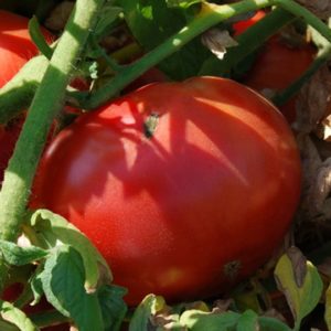 Slicing Tomato, Marglobe