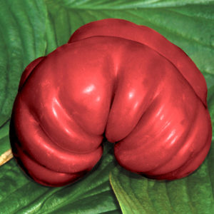 Slicing Tomato, Purple Calabash