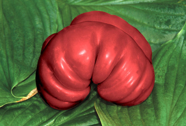 Slicing Tomato, Purple Calabash