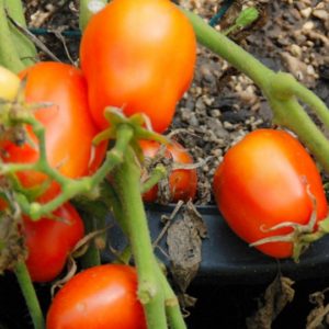 Paste/Plum Tomato, Roma VFN