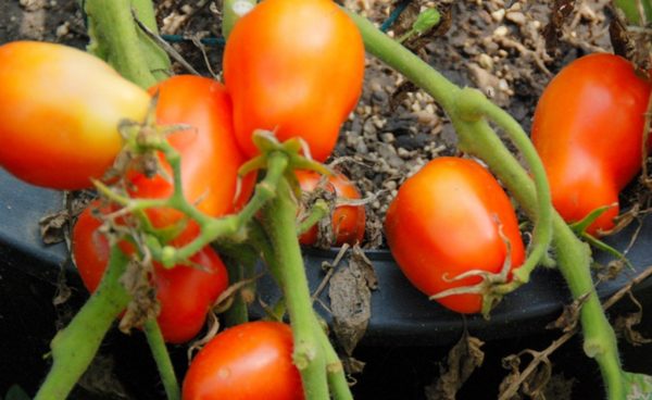 Paste/Plum Tomato, Roma VFN
