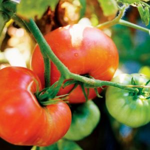 Slicing Tomato, Rutgers