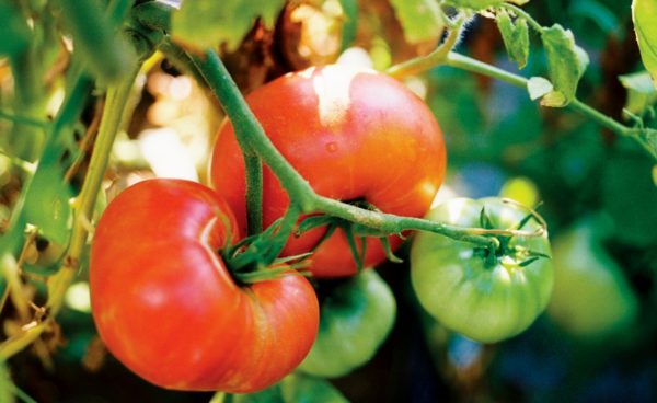 Slicing Tomato, Rutgers