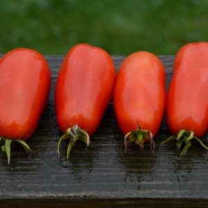 Paste/Plum Tomato, San Marzano