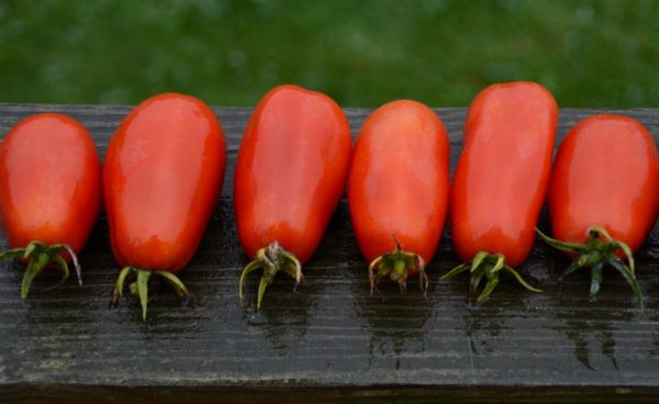Paste/Plum Tomato, San Marzano
