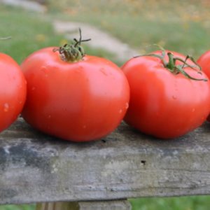 Slicing Tomato, Silvery Fir Tree
