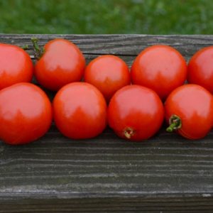 Slicing Tomato, Stupice