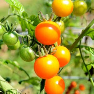 Cherry Tomato, Sungold