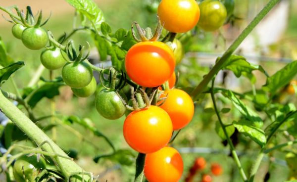 Cherry Tomato, Sungold