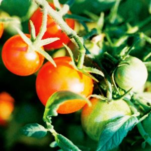 Cherry Tomato, Sweet 100