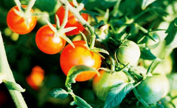 Cherry Tomato, Sweet 100
