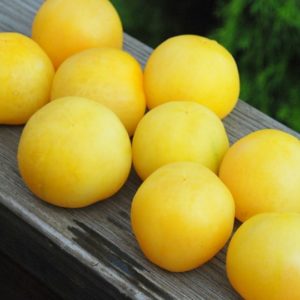Large Cherry Tomato, Wapsipinicon Peach