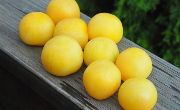 Large Cherry Tomato, Wapsipinicon Peach