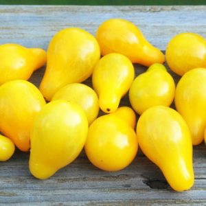 Cherry Tomato, Yellow Pear