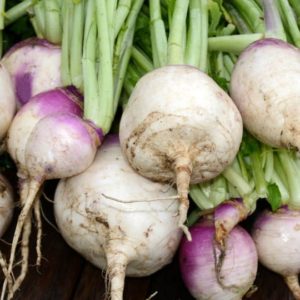 Turnip, Purple Top White Globe