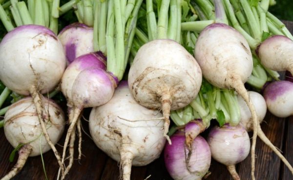 Turnip, Purple Top White Globe