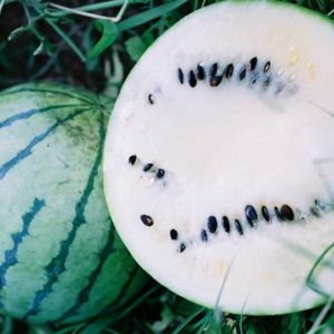 Watermelon, Cream of Saskatchewan