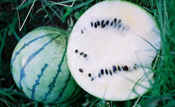 Watermelon, Cream of Saskatchewan