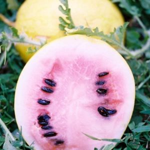 Watermelon, Golden Midget