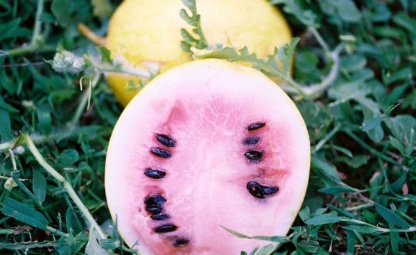 Watermelon, Golden Midget