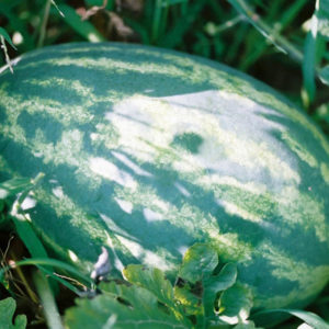 Watermelon, OrangeGlo