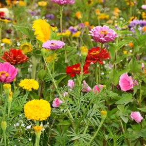 Wildflower Mix, Deer Resistant