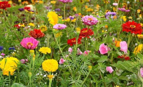Wildflower Mix, Deer Resistant