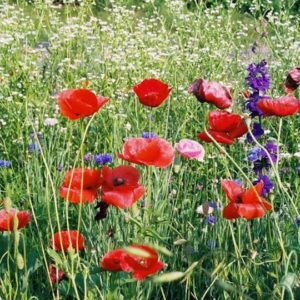 Wildflower Mix, Dry Soil