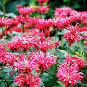 Wildflower Mix, Fragrant