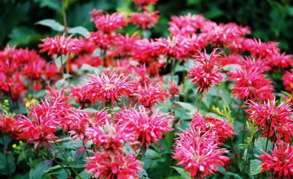 Wildflower Mix, Fragrant