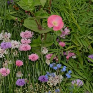 Wildflower Mix, Low Growing