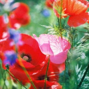 Wildflower Mix, Mid-Atlantic Region