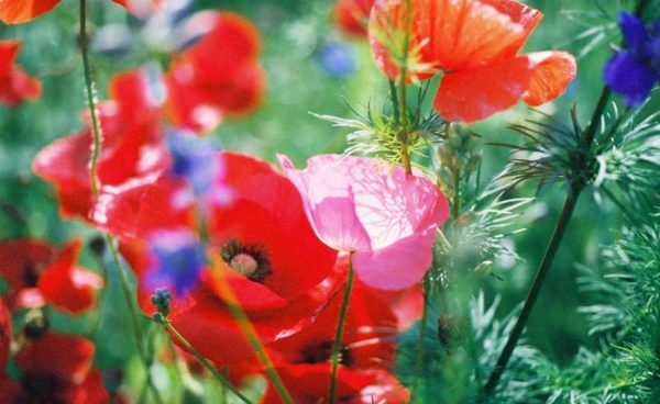 Wildflower Mix, Mid-Atlantic Region