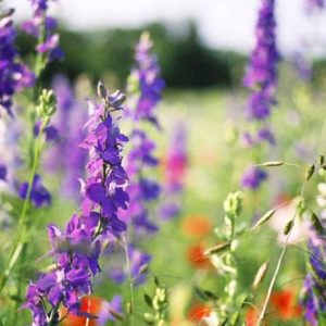 Wildflower Mix, Northeast Region