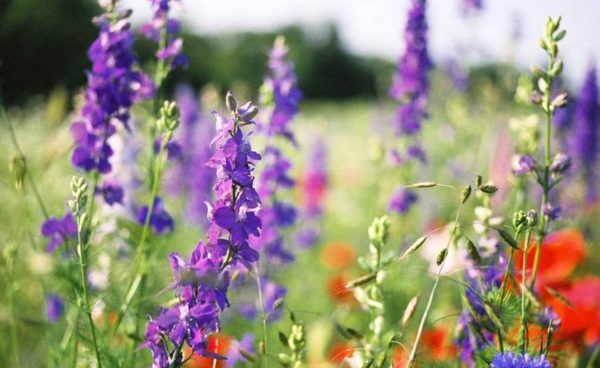 Wildflower Mix, Northeast Region