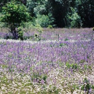 Wildflower Mix, Partial Shade