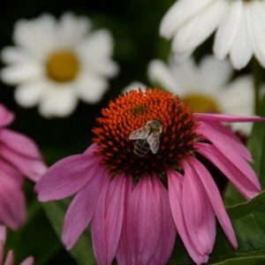 Wildflower Mix, A Pollinator's Paradise