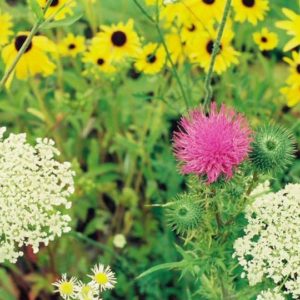 Wildflower Mix, Southeast Region