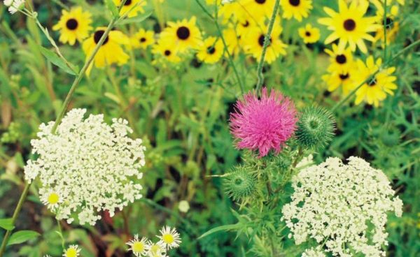 Wildflower Mix, Southeast Region