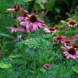 Wildflower Mix, Western Region