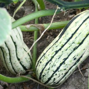 Winter Squash, Delicata