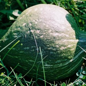 Winter Squash, Hubbard Green