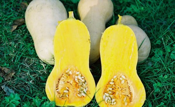 Winter Squash, Waltham Butternut