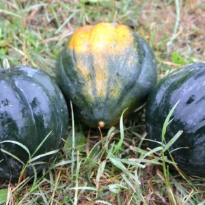 Winter Squash, Table Queen or Acorn