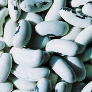 Wax Bush Bean, Brittlewax