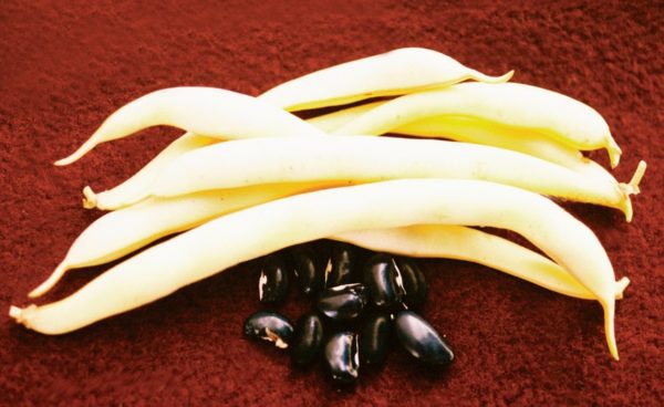 Wax Bush Bean, Pencil Pod Black Wax
